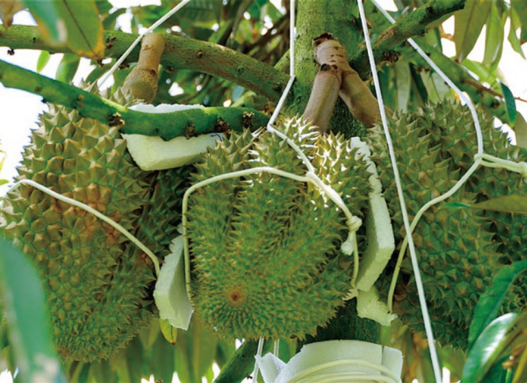 臻品果業榴蓮
